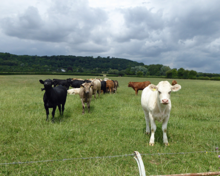 Ranchers, environmentalists no longer at odds Ranchers, environmentalists no longer at odds